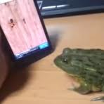 HOW -TO- PISS- OFF- A -FROG