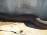 Worlds- Largest- Snake -Found- Dead