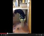Dog -uses- the- toilet -and- flushes- it