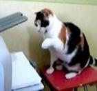 Cat vs Printer